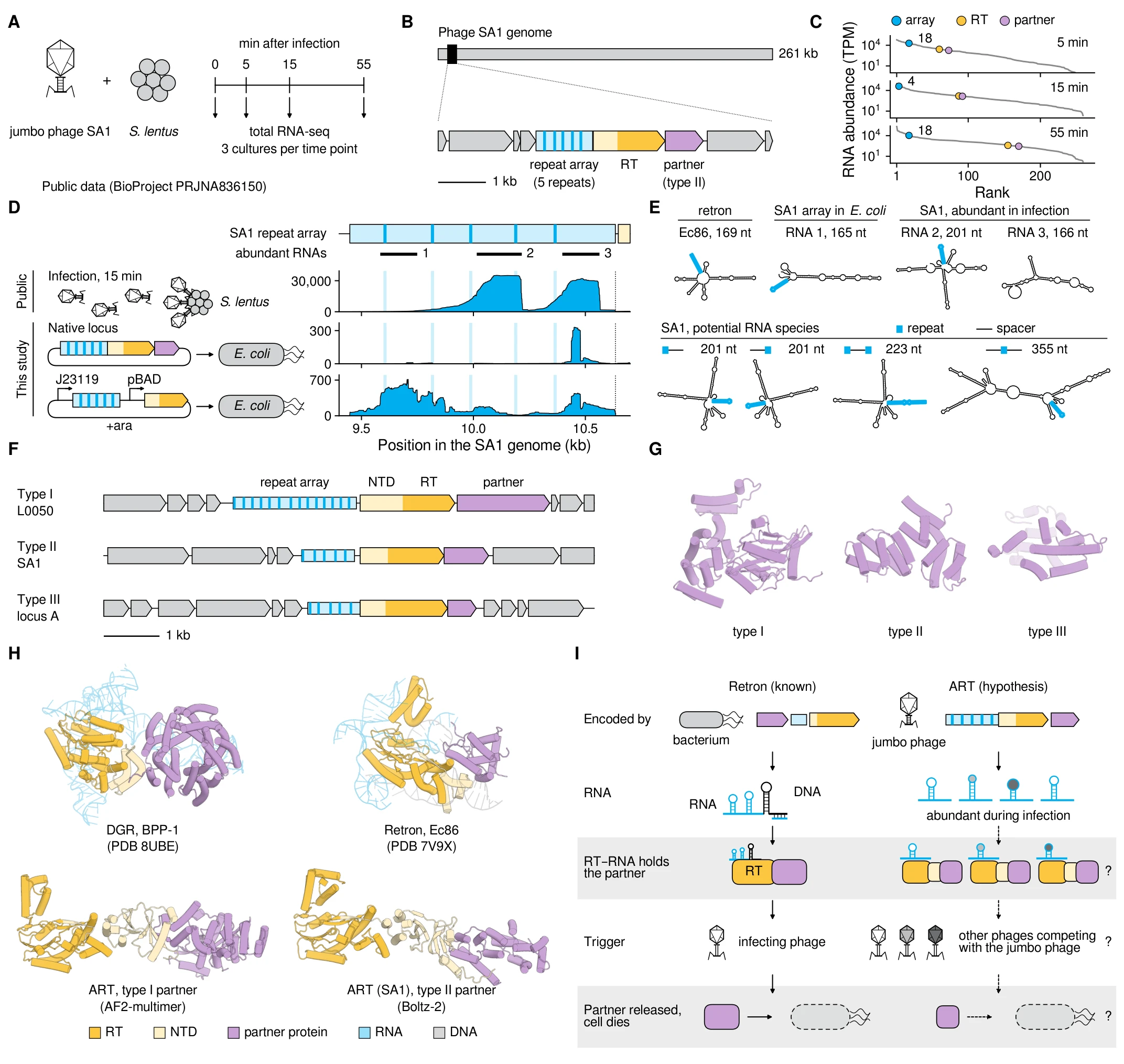 Fig. 3: array RNAs, partner types, hypothesis