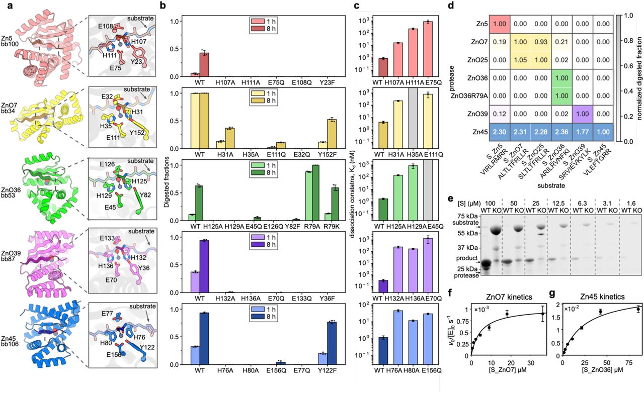 Active-site models of five protease designs, activity after each catalytic residue is knocked out, zinc dissociation constants, a cross-reactivity heatmap and kinetics for two designs