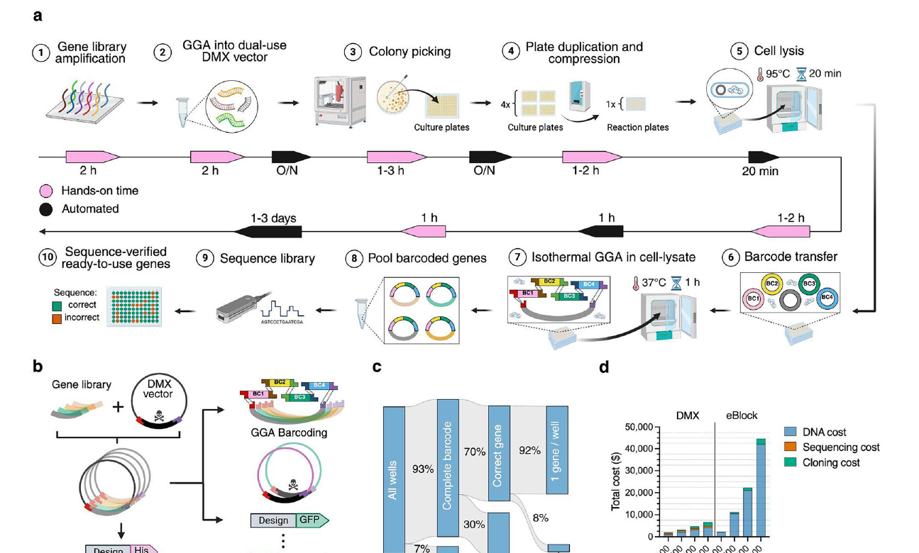 Paper Figure 4: the DMX workflow from an oligo pool through colony picking, barcoding and sequencing to an arrayed sequence-verified clone library
