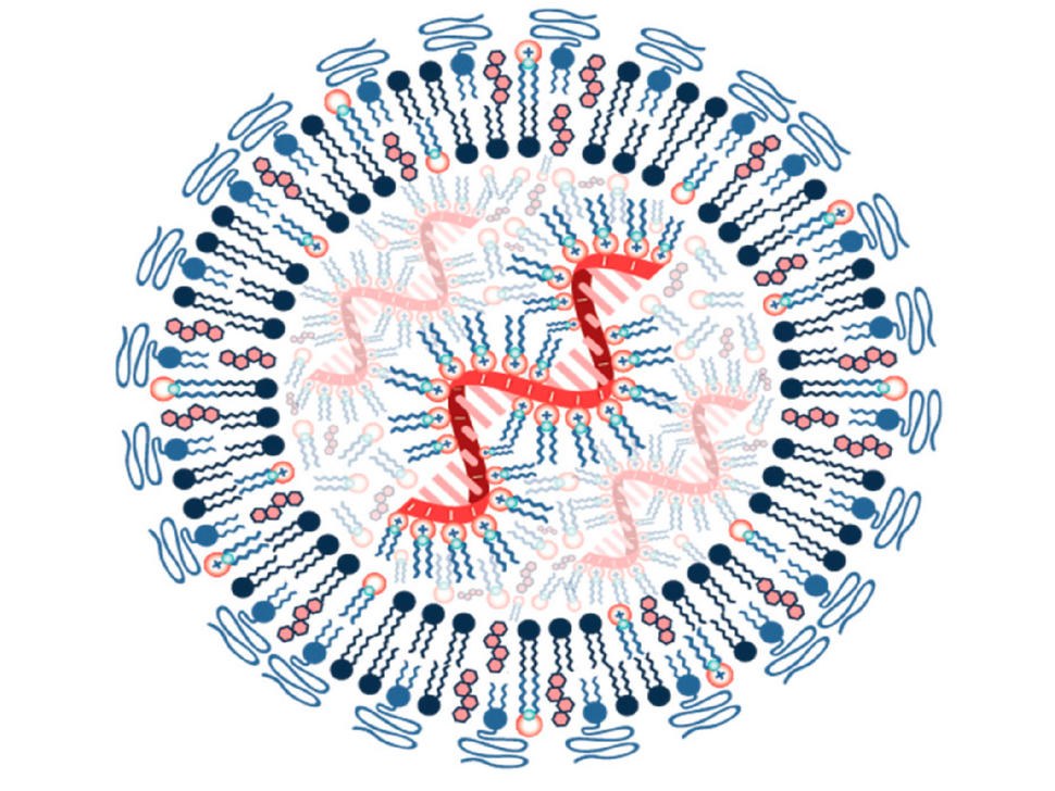 Schematic of a lipid nanoparticle: a lipid shell wrapped around strands of mRNA