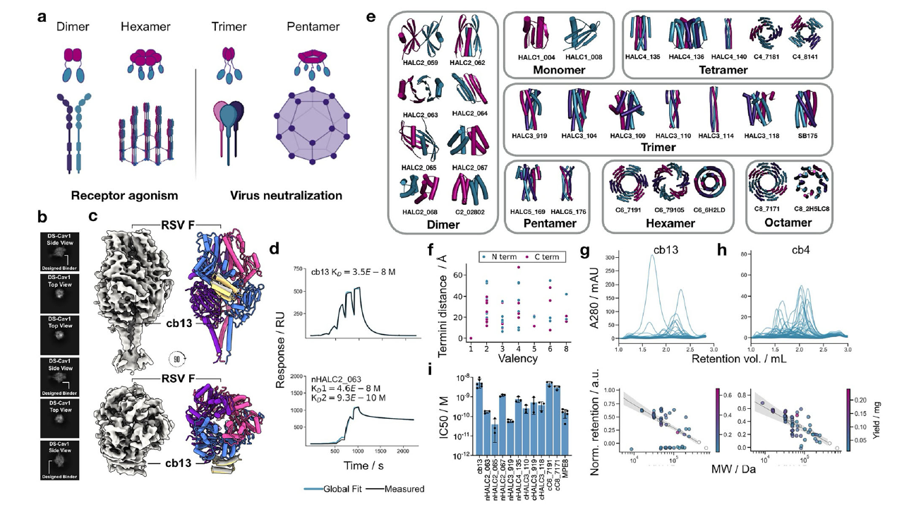Paper Figure 3: RSV binder oligomer geometries, structural validation, chromatography and neutralization results